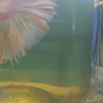 PINK WHITE HALFMOON/粉白OHM半月251293