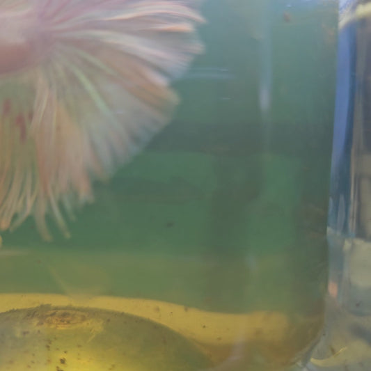 PINK WHITE HALFMOON/粉白OHM半月251293