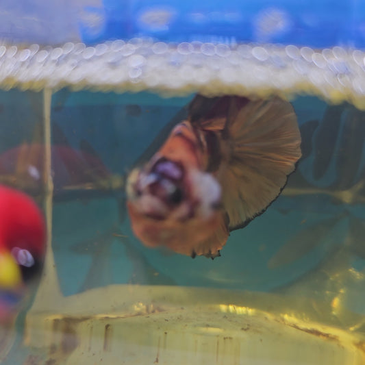 NEMO CANDY HMPK/尼莫糖果将军251246