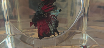 Halfmoon nero-rosso metallico (L OHM)250724