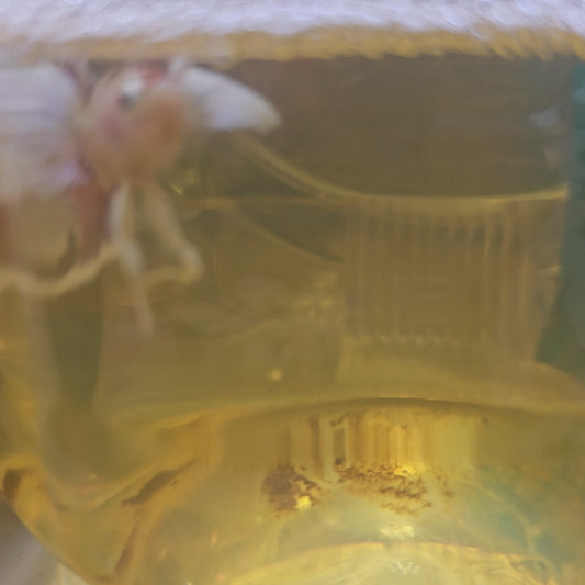 CANDY DUMBO PK (M)/中号糖果大耳将军2511200