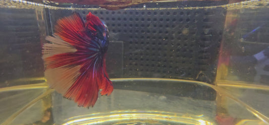 BLUE GALAXY HALFMOON (OHM) CODA ROSSO 0661
