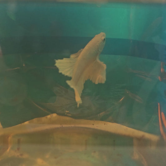 PURE WHITE SUPER DUMBO PK （S）/纯白超级大耳将军小号251108