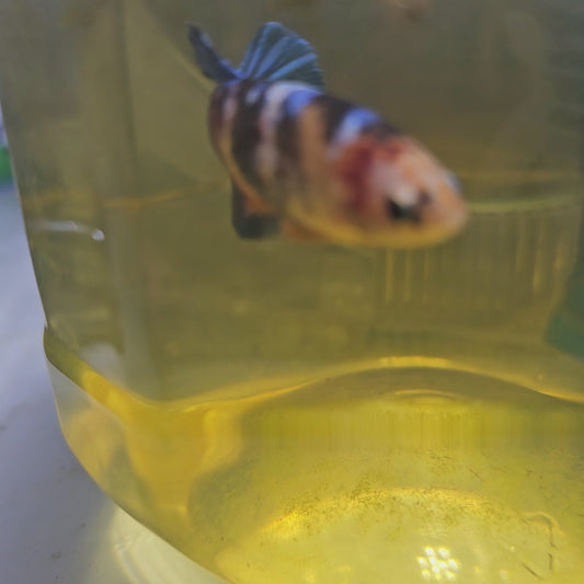 FULL COLOR GALAXY CANDY (BREEDING GRADE）/种母星河糖果251193