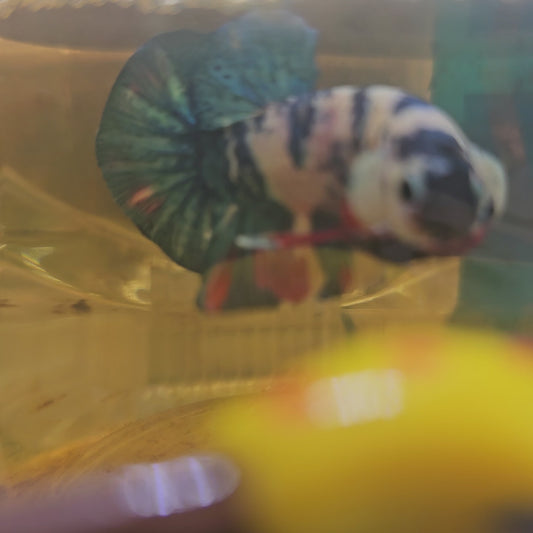 FULL COLOR WHITE CANDY HMPK/ 满色大理石白色糖果251146