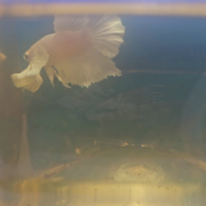 PURE WHITE DUMBO PK/ 纯白大耳将军251153