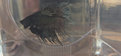 CT BLACK 250709