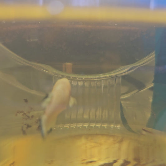 BLUE RIM（BREEDING GRADE）/净身青花瓷种母251196