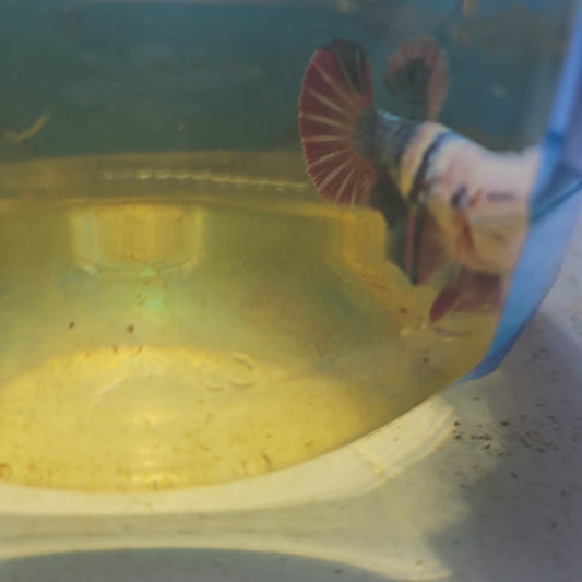 WHITE CANDY (BREEDING GRADE/METEOR TAIL）/星尾白糖果种母251158