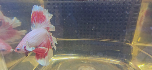 FEATHER TAIL HALFMOON (APACHE) LAMPONE 0618