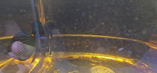 MAHACHAI WILD BETTA 05(CODA CHITARRA)