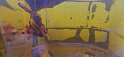YELLOW CANDY PK 0517