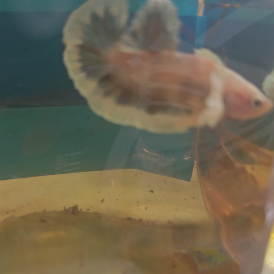 PINK CANDY DUMBO PK/粉糖果大耳将军251104