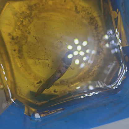 GALAXY CANDY (BREEDING GRADE）/星河糖果种母251133