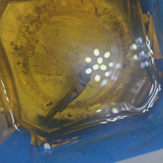 GALAXY CANDY (BREEDING GRADE）/星河糖果种母251133