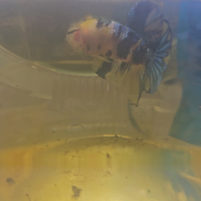 FULL COLOR YELLOW CANDY CANDY GALAXY HMPK/满色黄糖果星河251135