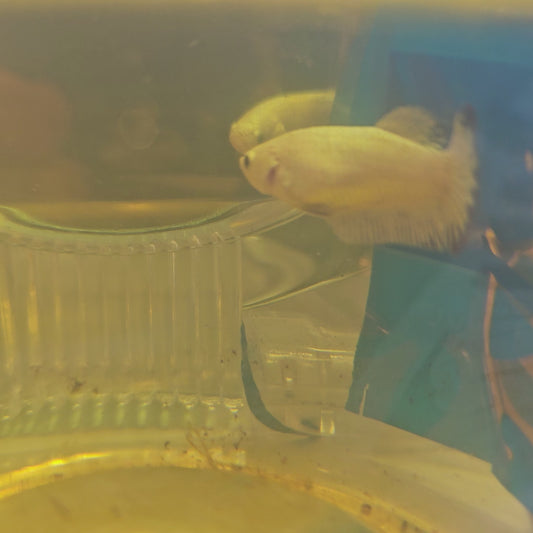 RED DRAGON METEOR TAIL（BREEDING GRADE）/星尾雪红龙种母2511100