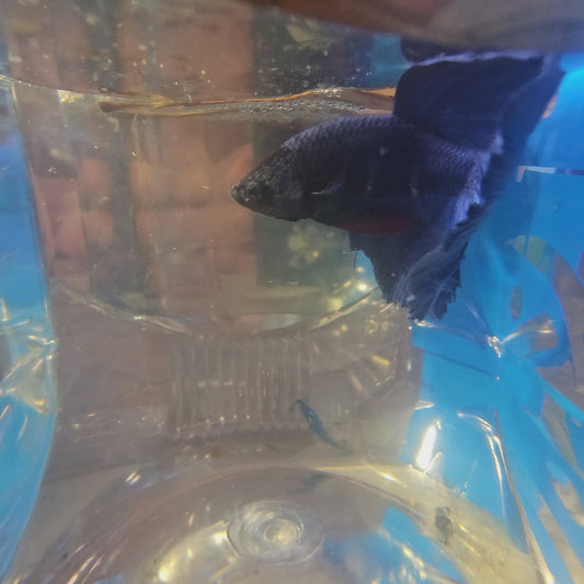 SUPER FULL BLUE HM(M)250947