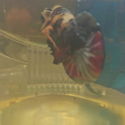 FULL COLOR MASK NEMO CANDY HMPK/满色面具尼莫糖果251124