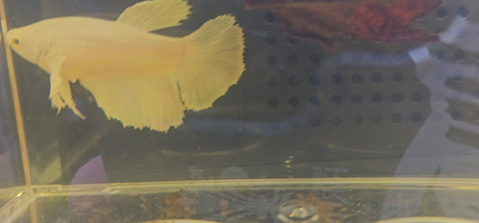 BIANCO PURO DUMBO HALFMOON FEMMINA 0633