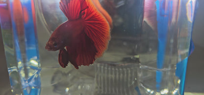 SUPER FULL RED HM (M)250901