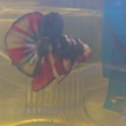 FULL COLOR GALAXY CANDY HMPK/ 满色星河糖果251103