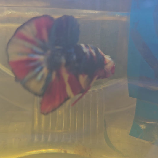 FULL COLOR GALAXY CANDY HMPK/ 满色星河糖果251103