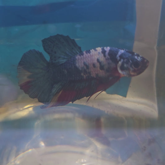 WHITE CANDY GALAXY HMPK/ 星河白糖果251219