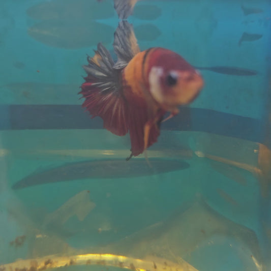 NEMO CANDY HMPK/ 尼莫糖果将军251262