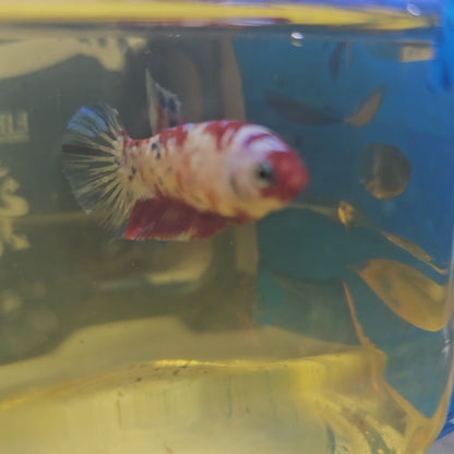 CANDY GALAXY FEMMINA/星河糖果种母251290