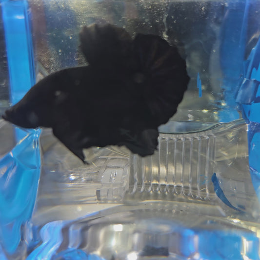 SUPER BLACK HMPK (L+) 250946