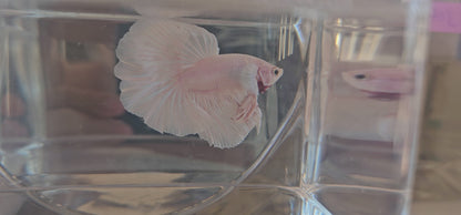 Halfmoon Apache rosa e bianco 250717