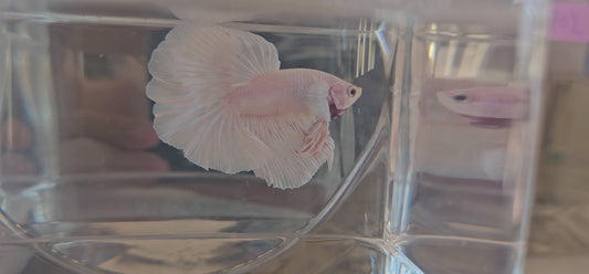 Halfmoon Apache rosa e bianco 250717