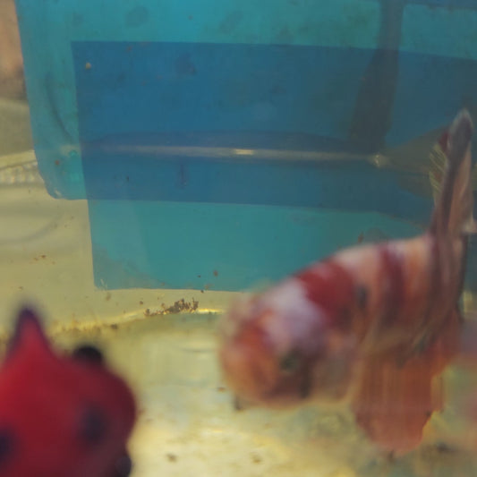 CANDY GALAXY GIANT 7+/8CM星河糖果巨斗将军251247