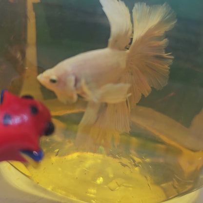 ROSE TAIL PINK WHITE HALFMOON/玫瑰尾粉白半月251251