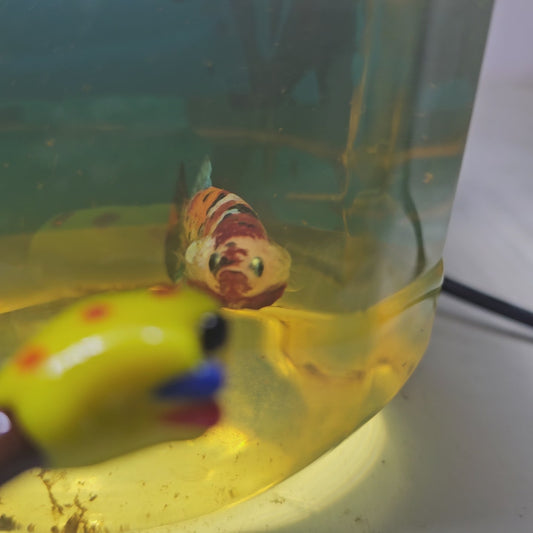 FULL COLOR NEMO CANDY (BREEDING GRADE）/满色尼莫糖果种母251185