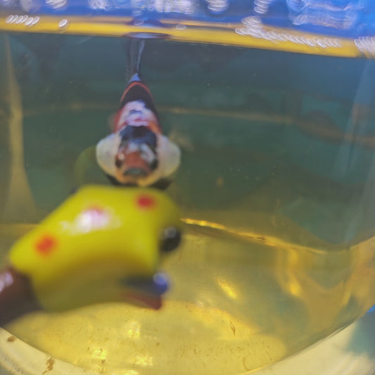 FULL COLOR GALAXY CANDY FEMMINA (BREEDING GRADE

）/种母级满色糖果251118