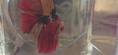 Red galaxy candy Halfmoon (L OHM) 250704