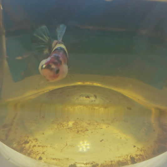 FULL COLOR WHITE CANDY (BREEDING GRADE）/满色白糖果种母251152