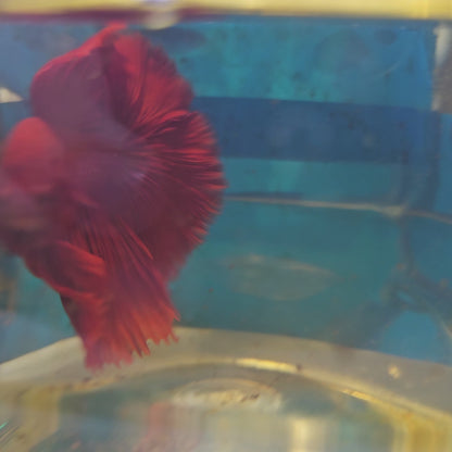 ROSE TAIL FULL RED HALFMOON/ 全红玫瑰尾半月251264