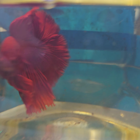 ROSE TAIL FULL RED HALFMOON/ 全红玫瑰尾半月251264