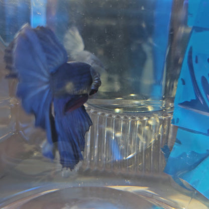SUPER FULL BLUE HM(M)250979