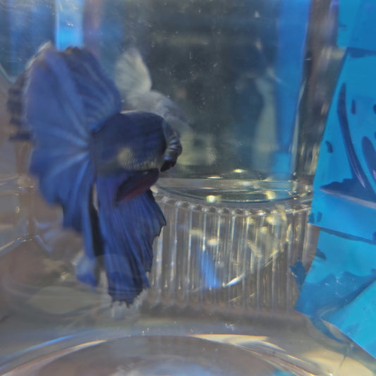SUPER FULL BLUE HM(M)250979