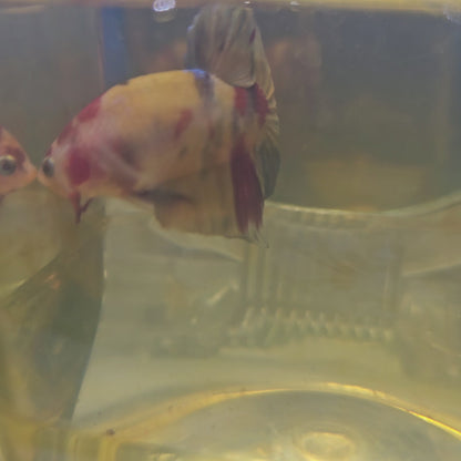 NEMO CANDY HMPK/尼莫糖果HMPK251204