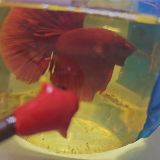 FULL RED OHM / 大红袍OHM半月251280