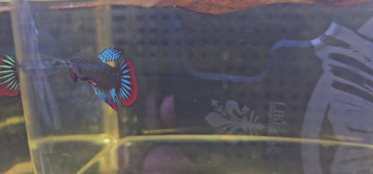 WILD BETTA IMBELLIS (S) 0623