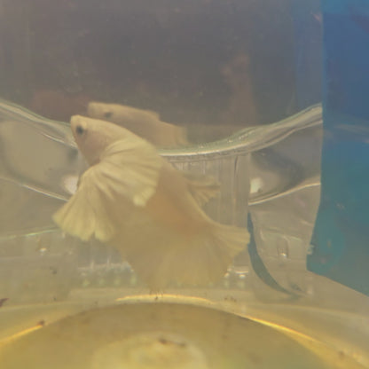 PUER WHITE SUPER DUMBO PK/纯白超级大耳将军251147