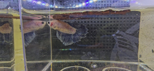 FEATHER TAIL HALFMOON FEMMINA GRIGIO BLUE 0645