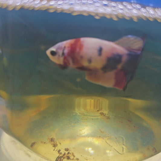 FULL COLOR CANDY FEMMINA（BREEDING GRADE

）/种母级满色糖果251149