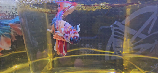 ROSE TAIL GALAXY HALFMOON (OHM) ALCOBALENO 0621